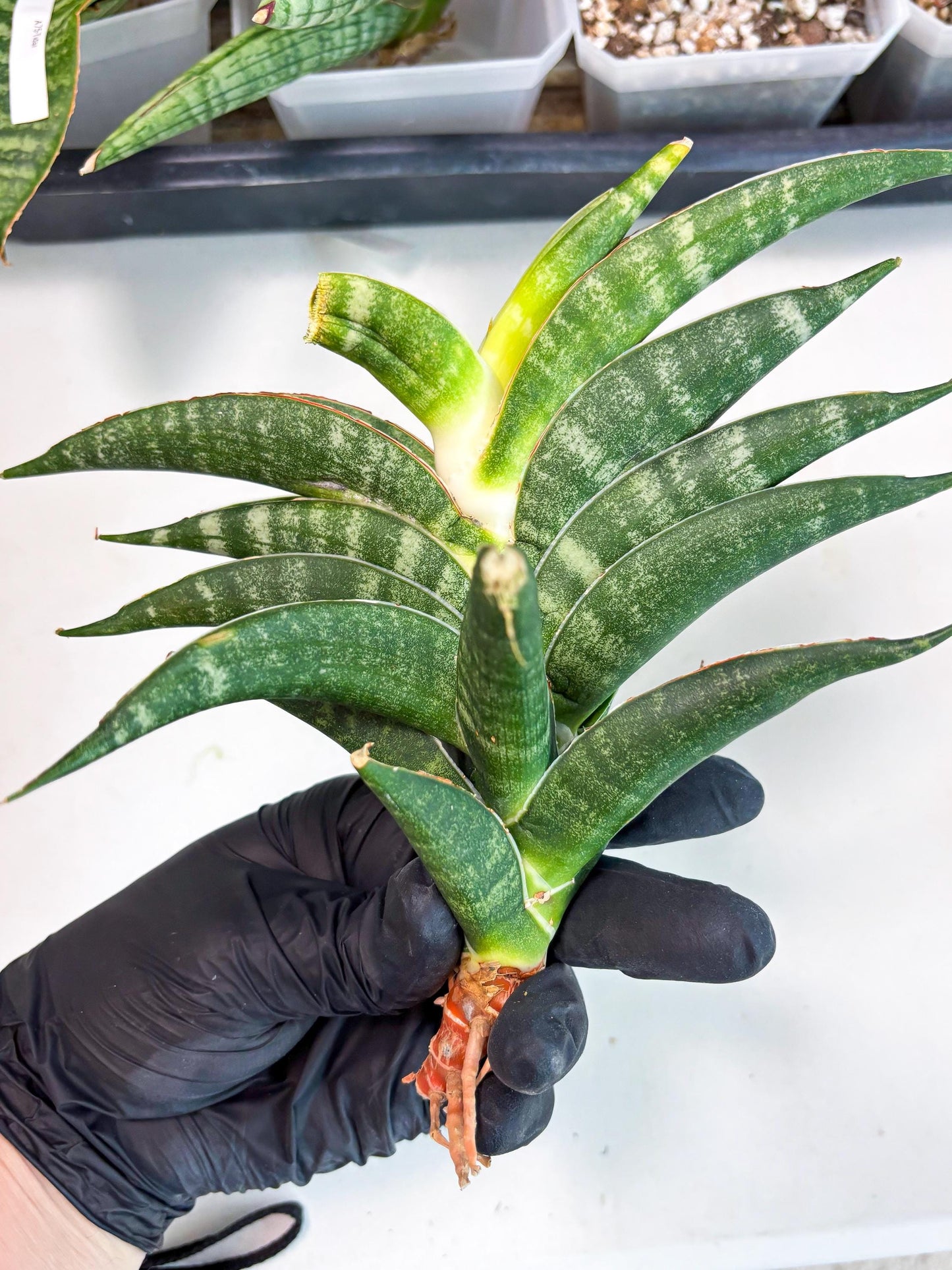 Sansevieria Ariela x Boncel (ha6) (5) | Small DMG