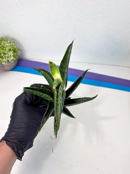 Sansevieria Ariela x Boncel (ha6) (5) | Small DMG
