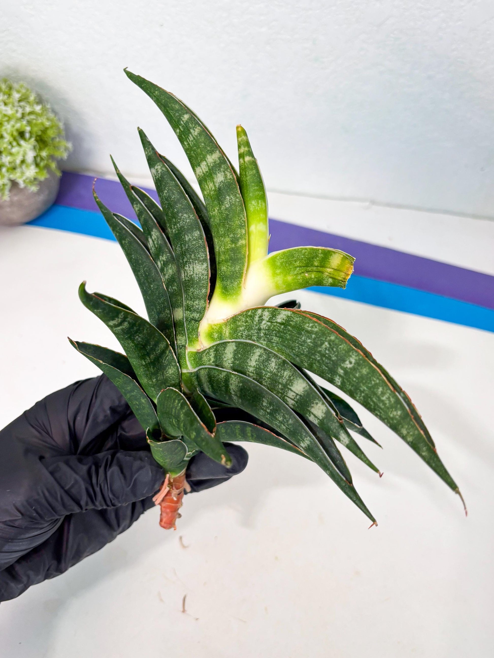 Sansevieria Ariela x Boncel (ha6) (5) | Small DMG