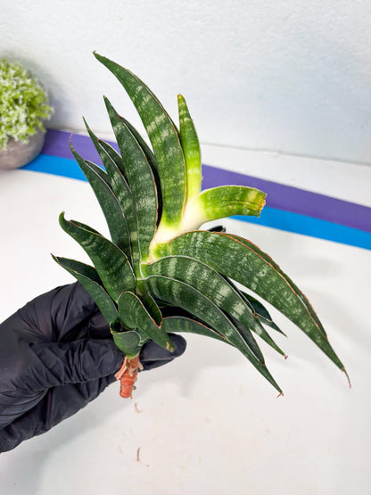 Sansevieria Ariela x Boncel (ha6) (5) | Small DMG