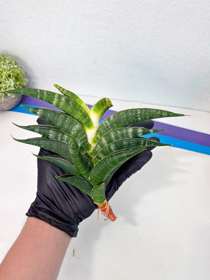 Sansevieria Ariela x Boncel (ha6) (5) | Small DMG