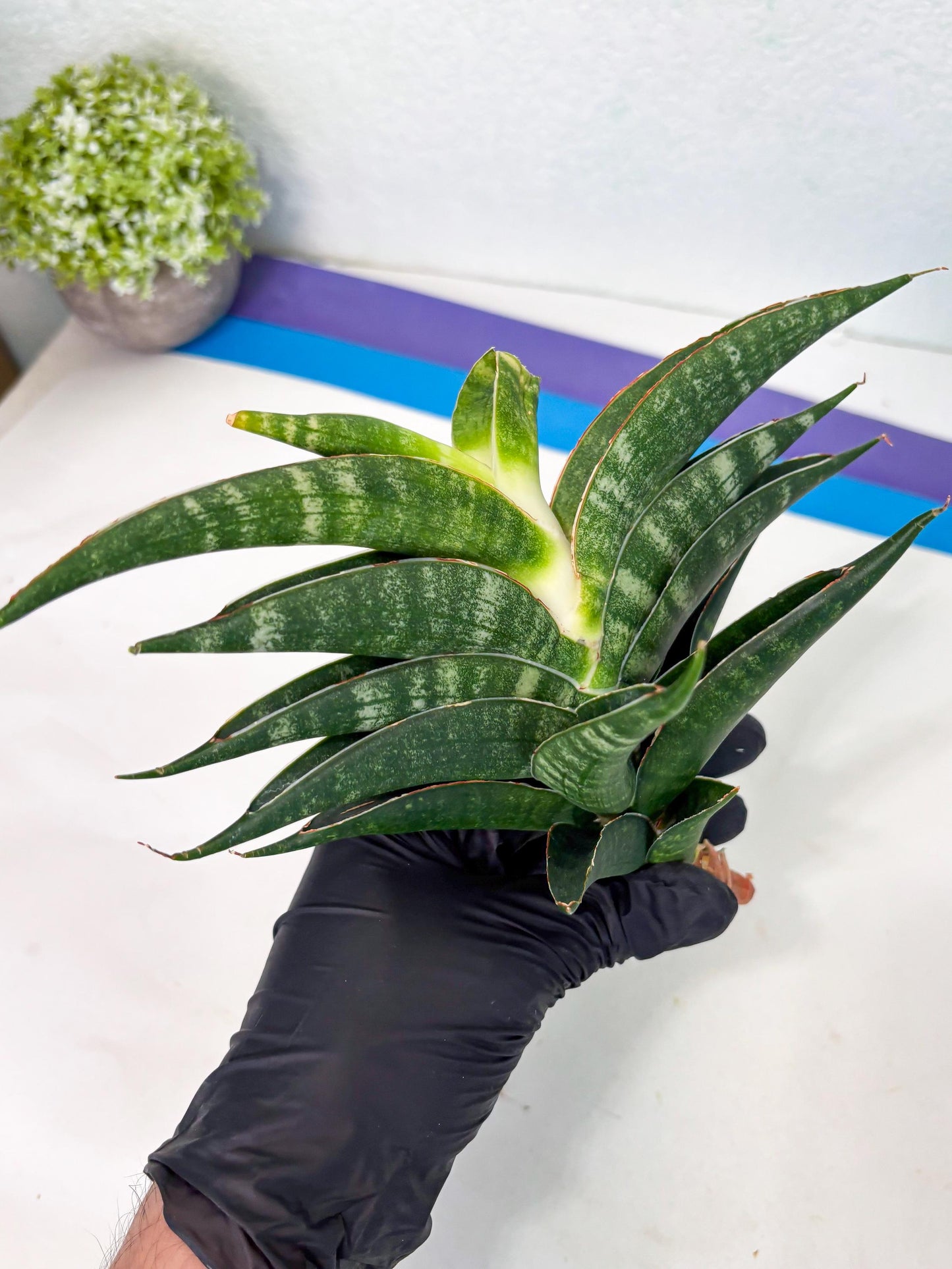 Sansevieria Ariela x Boncel (ha6) (5) | Small DMG