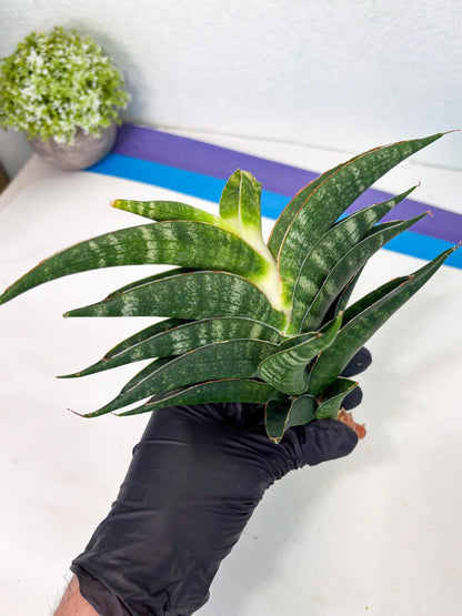 Sansevieria Ariela x Boncel (ha6) (5) | Small DMG