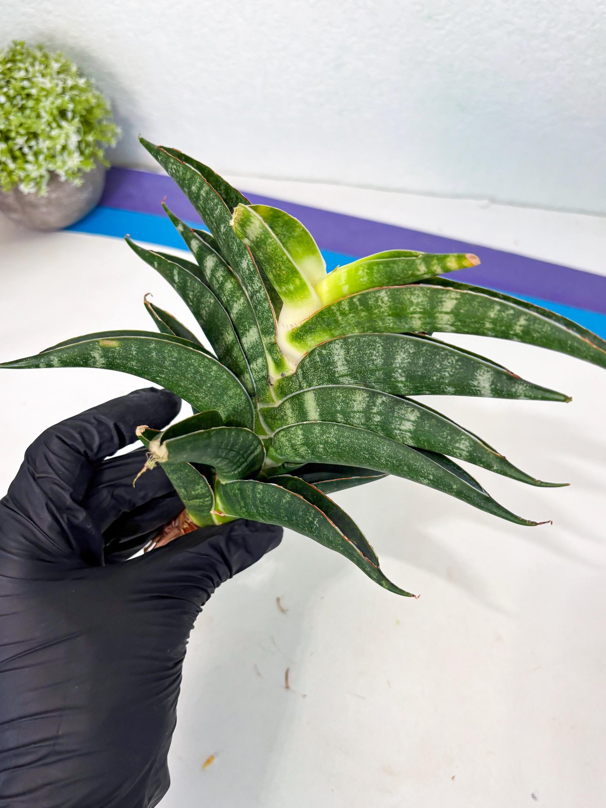 Sansevieria Ariela x Boncel (ha6) (5) | Small DMG