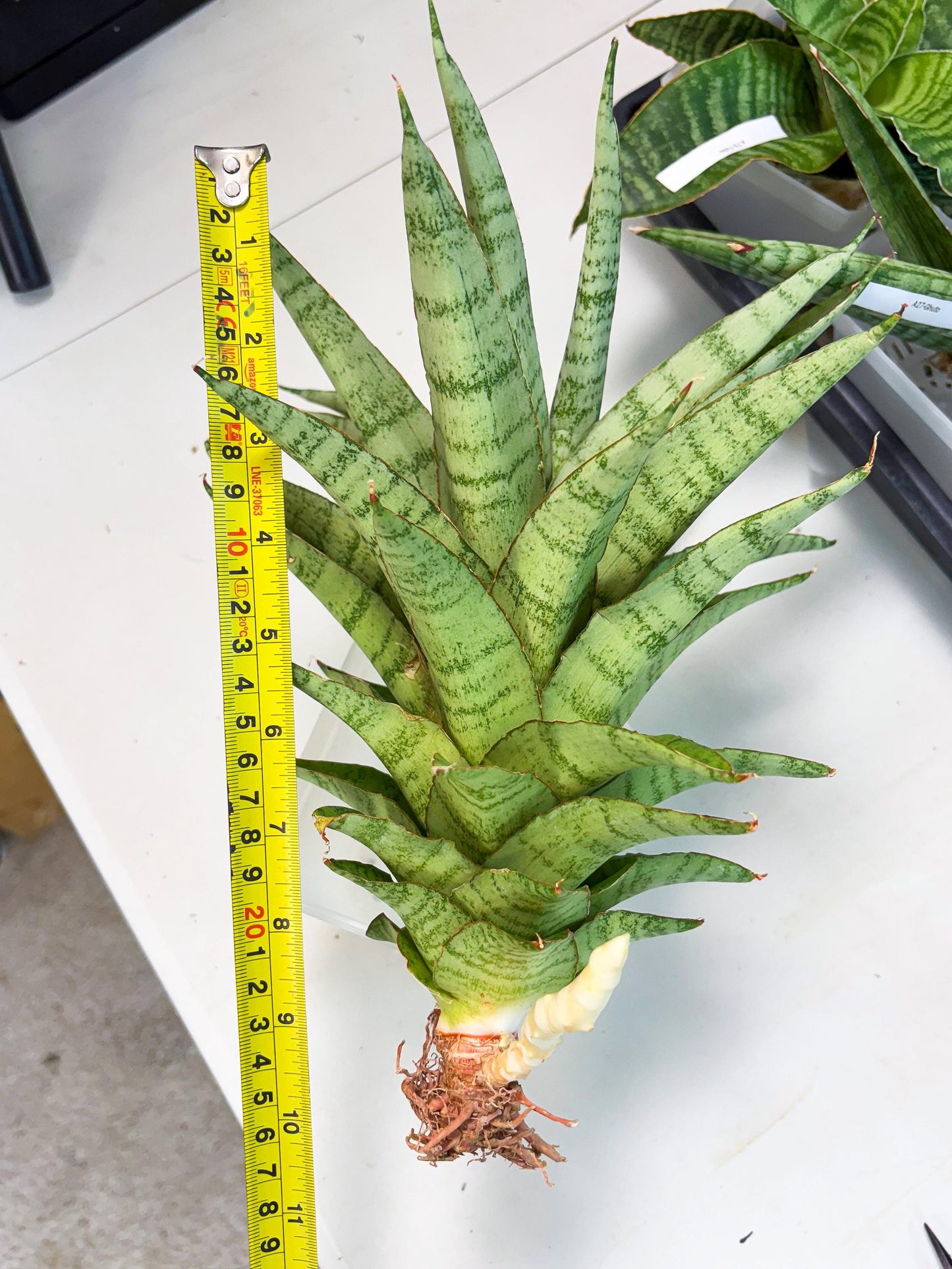 Sansevieria Sadewa (ha6) (8) | Only For Advanced Collectors!