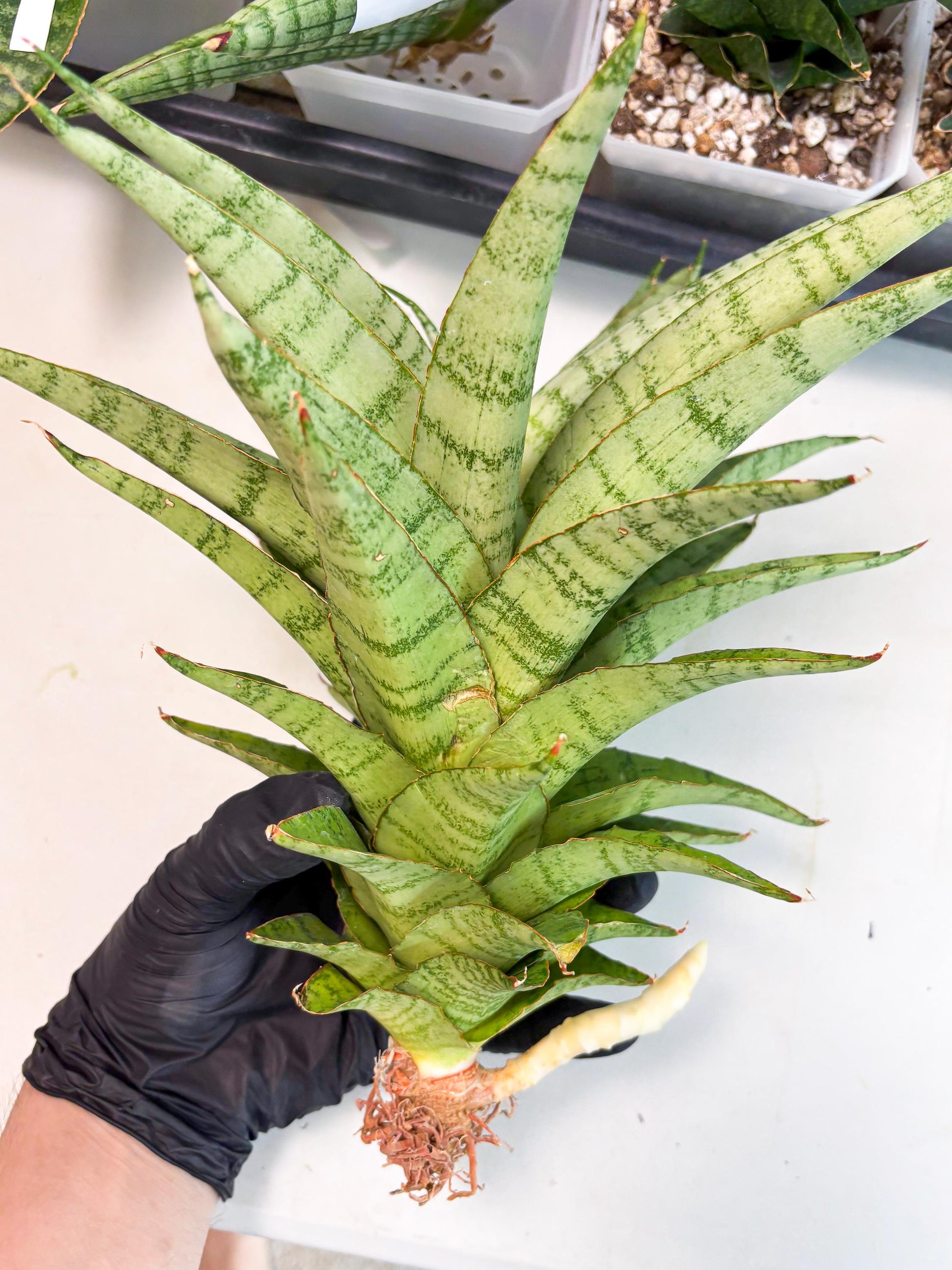Sansevieria Sadewa (ha6) (8) | Only For Advanced Collectors!