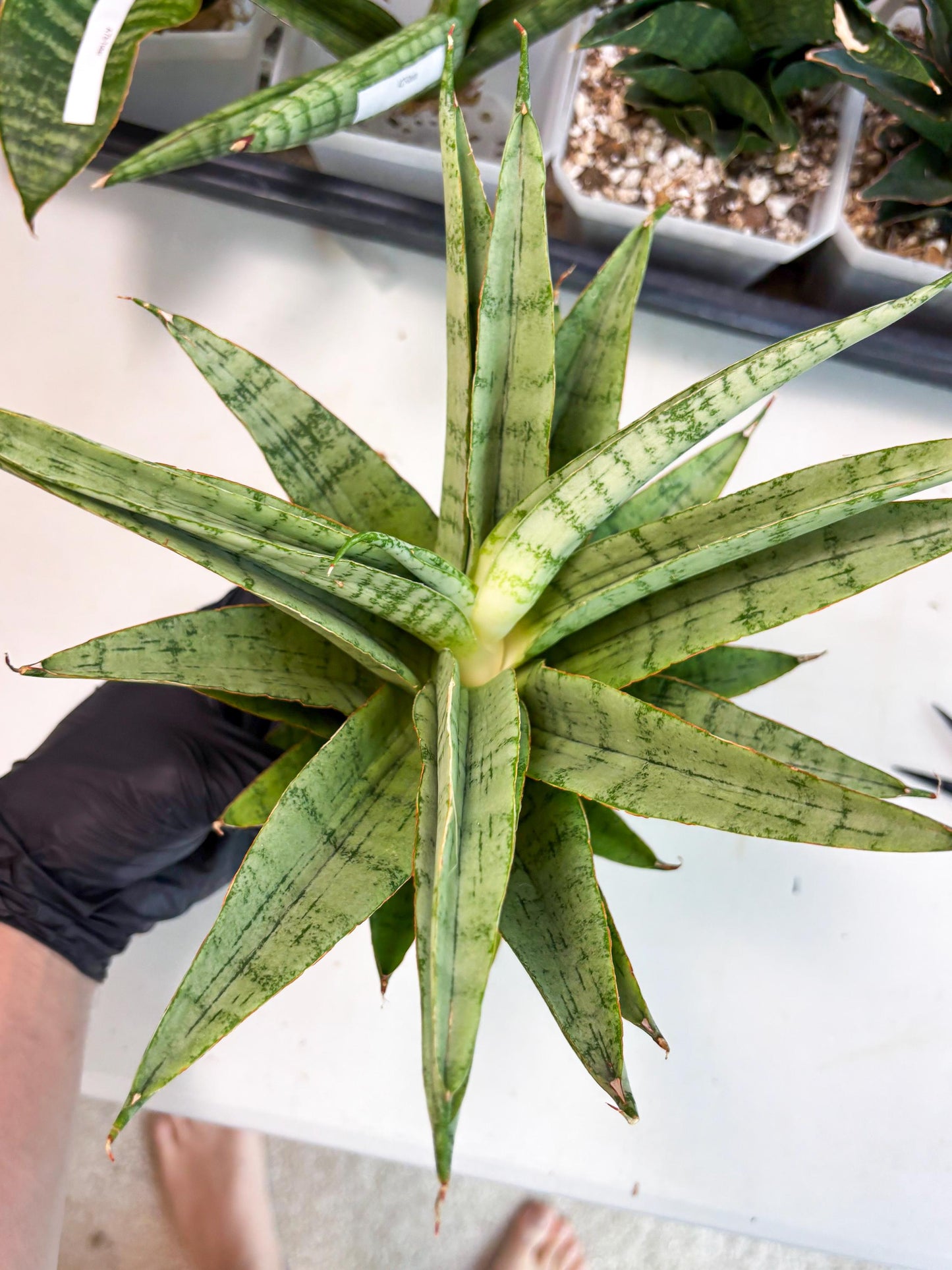 Sansevieria Sadewa (ha6) (8) | Only For Advanced Collectors!