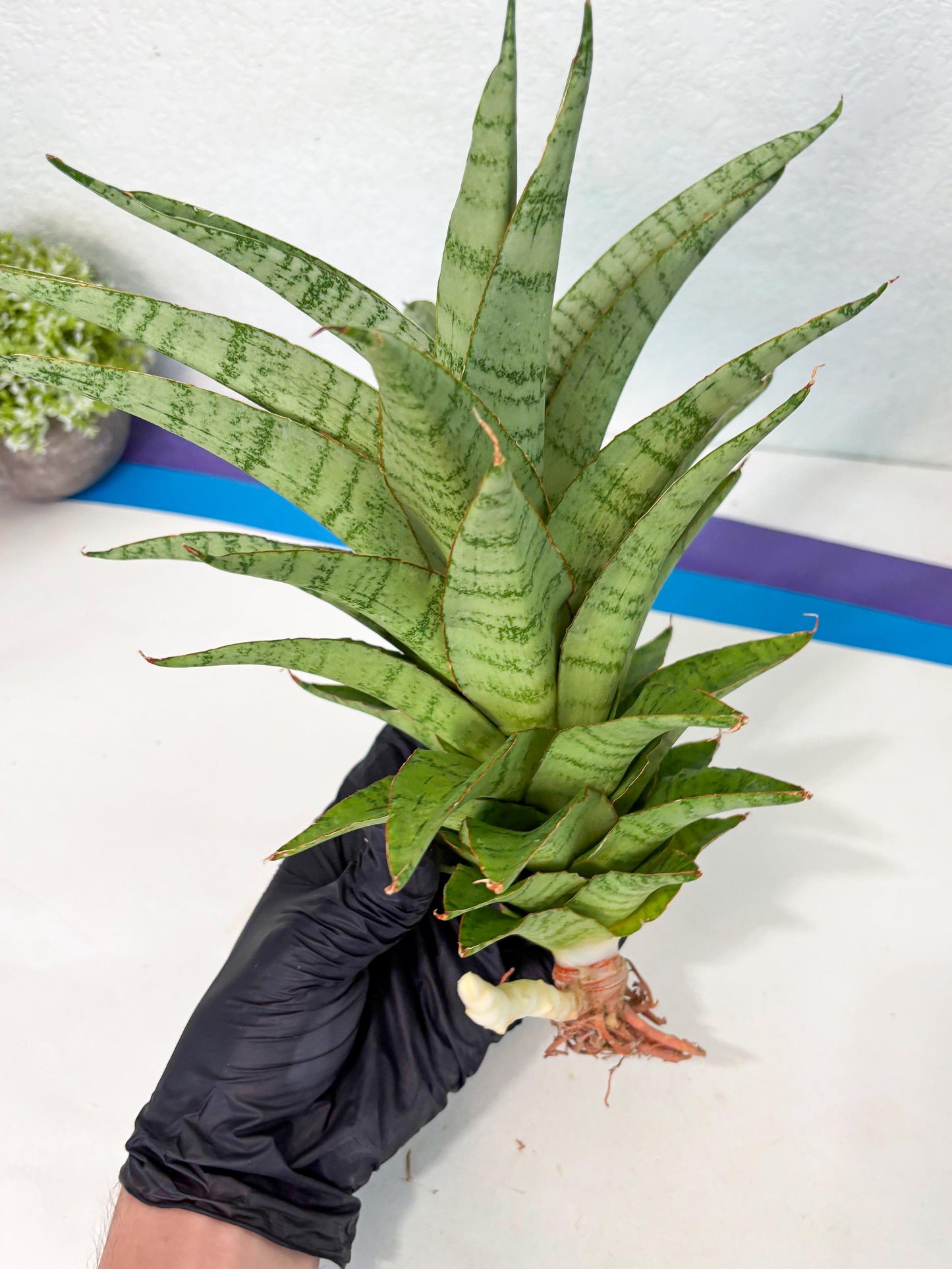 Sansevieria Sadewa (ha6) (8) | Only For Advanced Collectors!