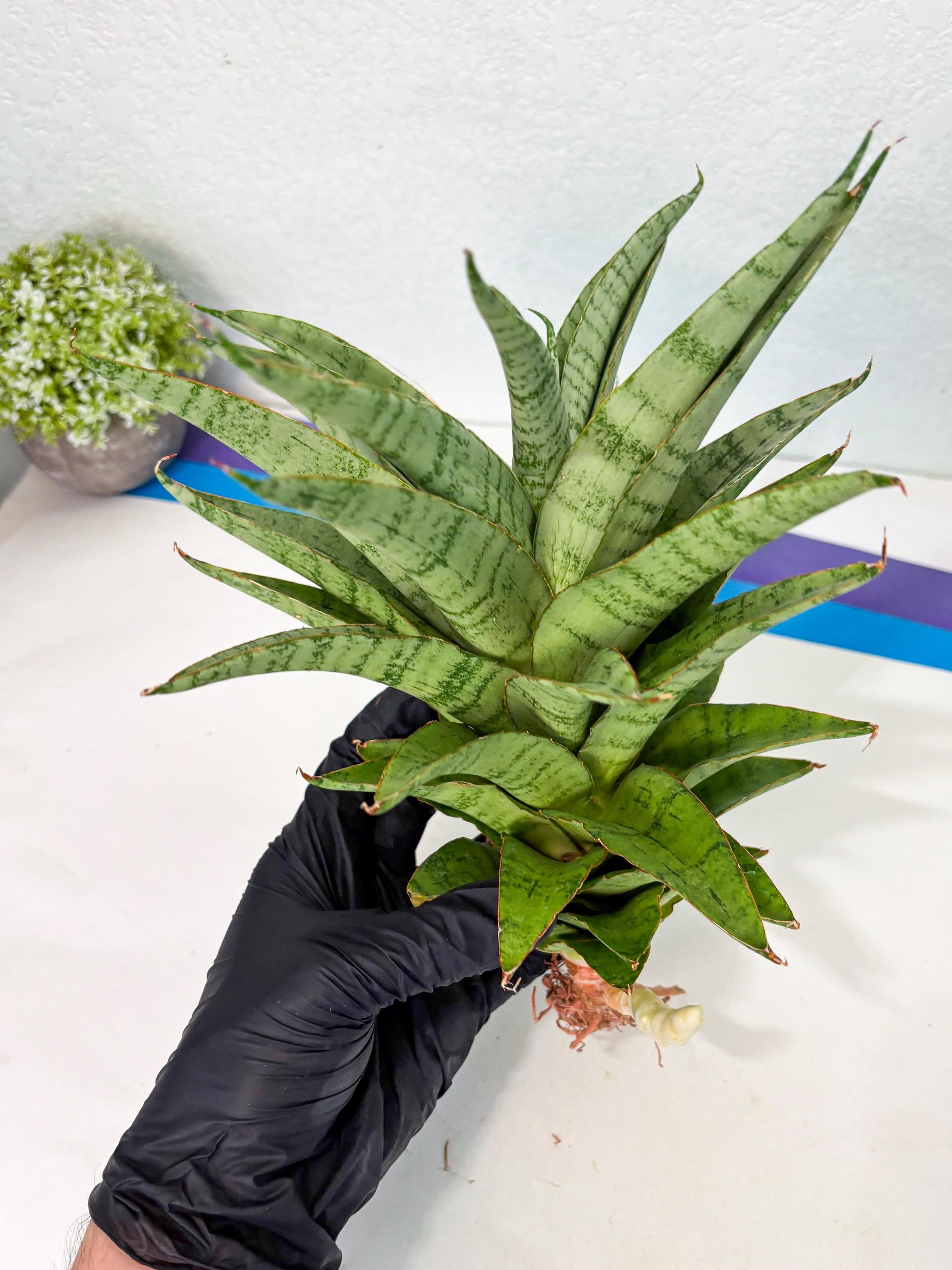 Sansevieria Sadewa (ha6) (8) | Only For Advanced Collectors!