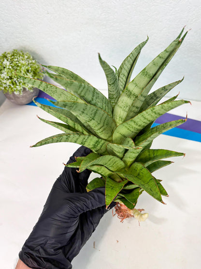 Sansevieria Sadewa (ha6) (8) | Only For Advanced Collectors!