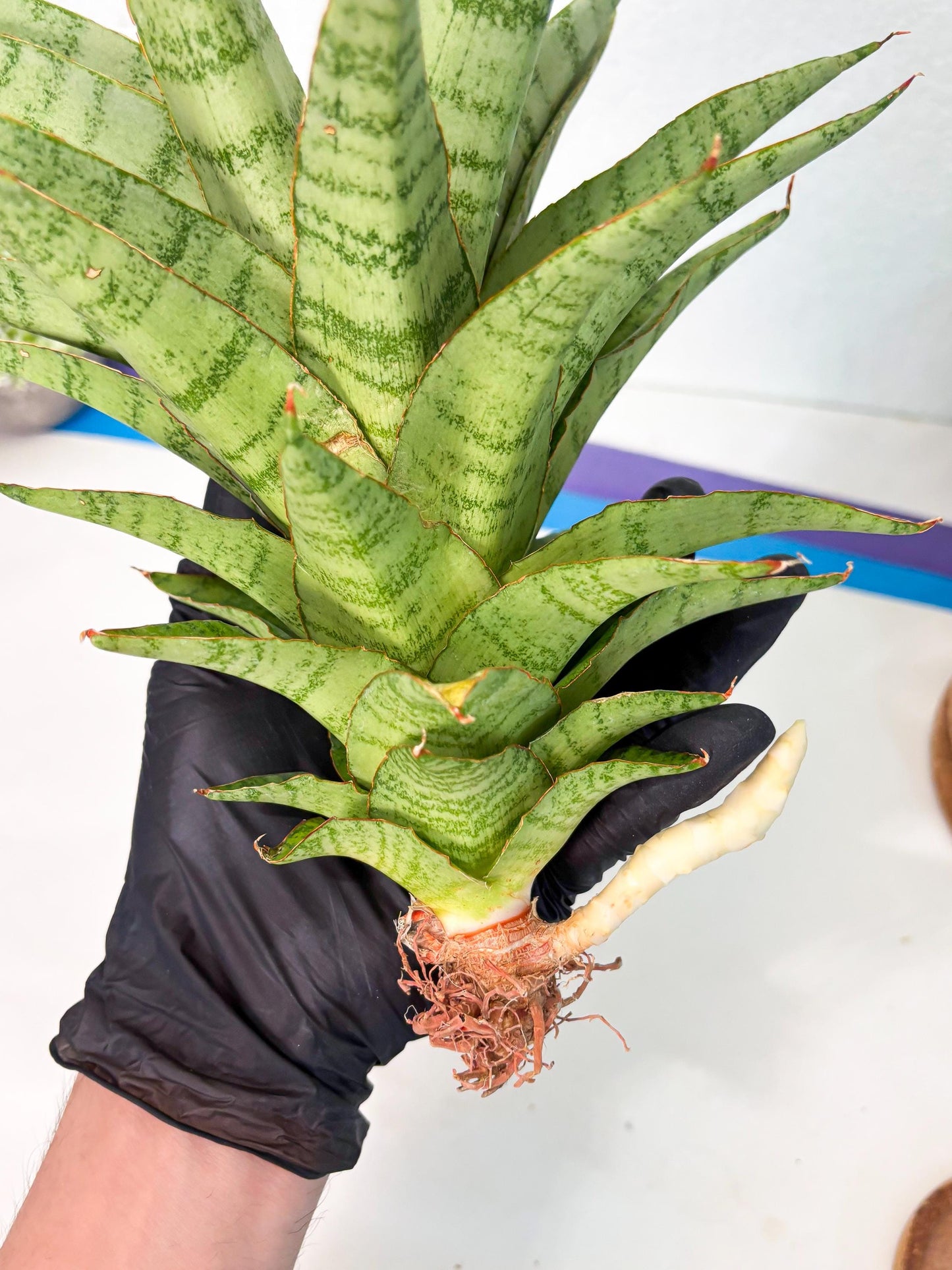 Sansevieria Sadewa (ha6) (8) | Only For Advanced Collectors!