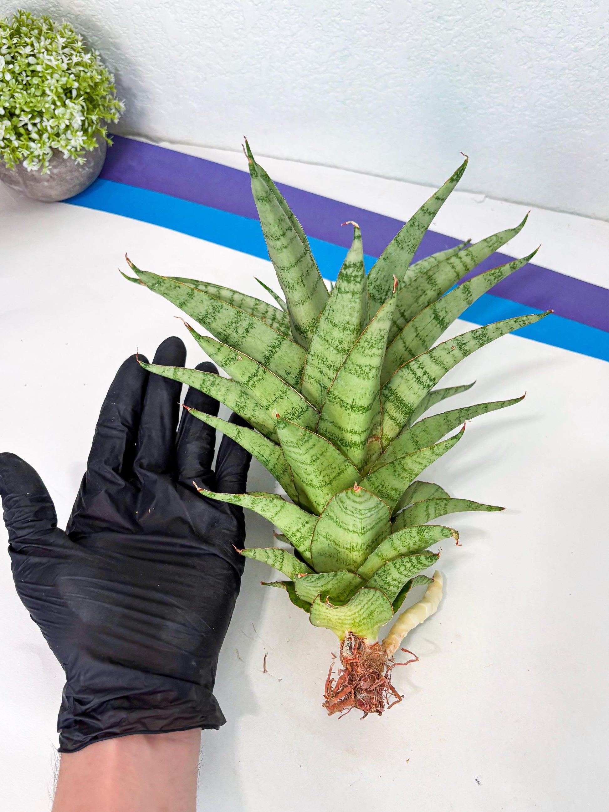 Sansevieria Sadewa (ha6) (8) | Only For Advanced Collectors!