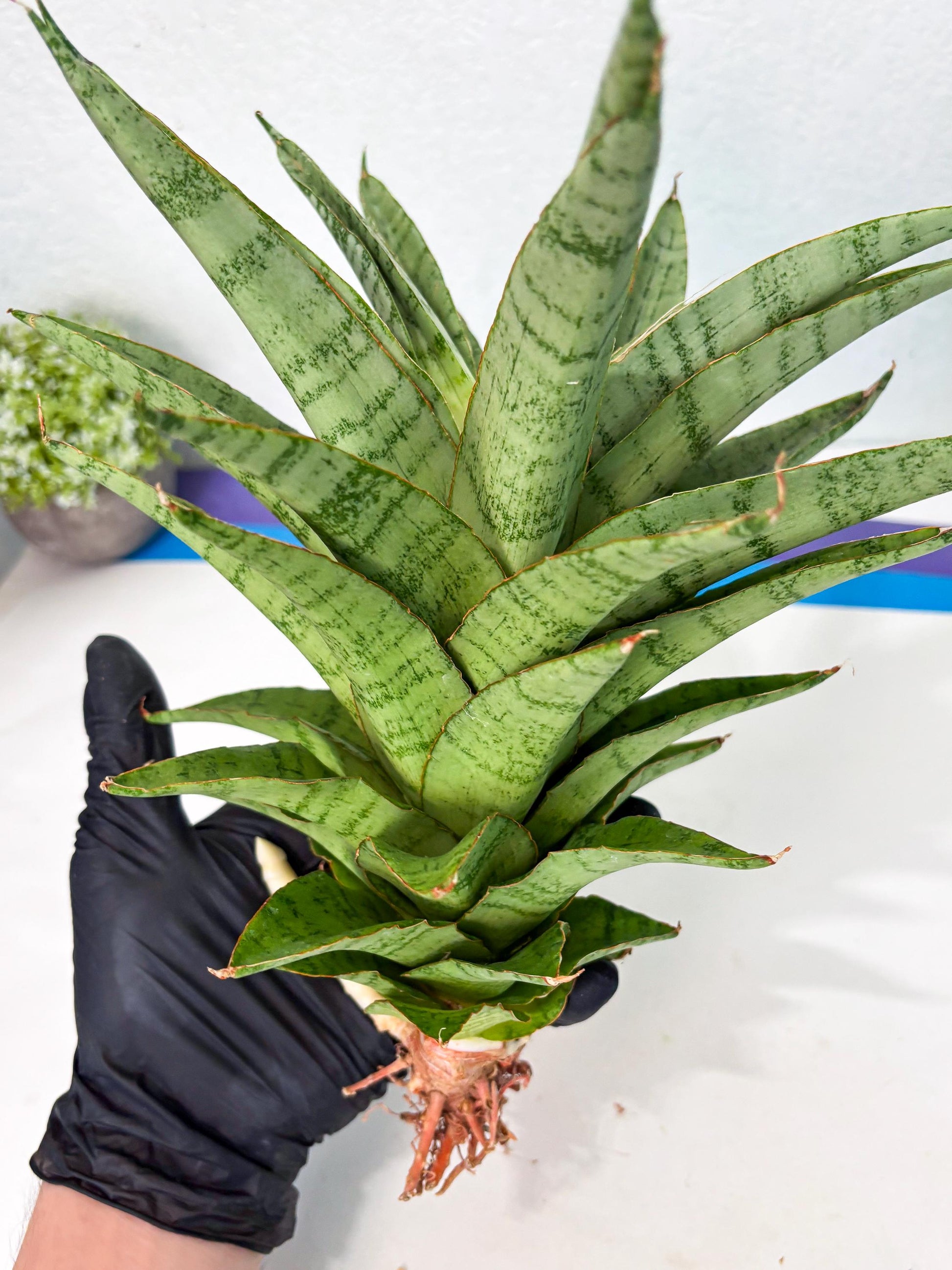 Sansevieria Sadewa (ha6) (8) | Only For Advanced Collectors!