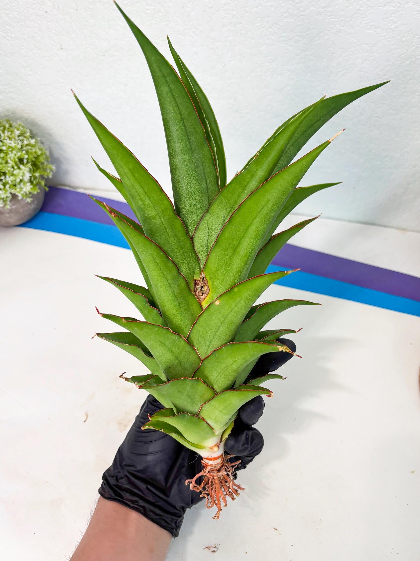 Sansevieria Puyek (ha6) (9) | Only For Advanced Collectors!