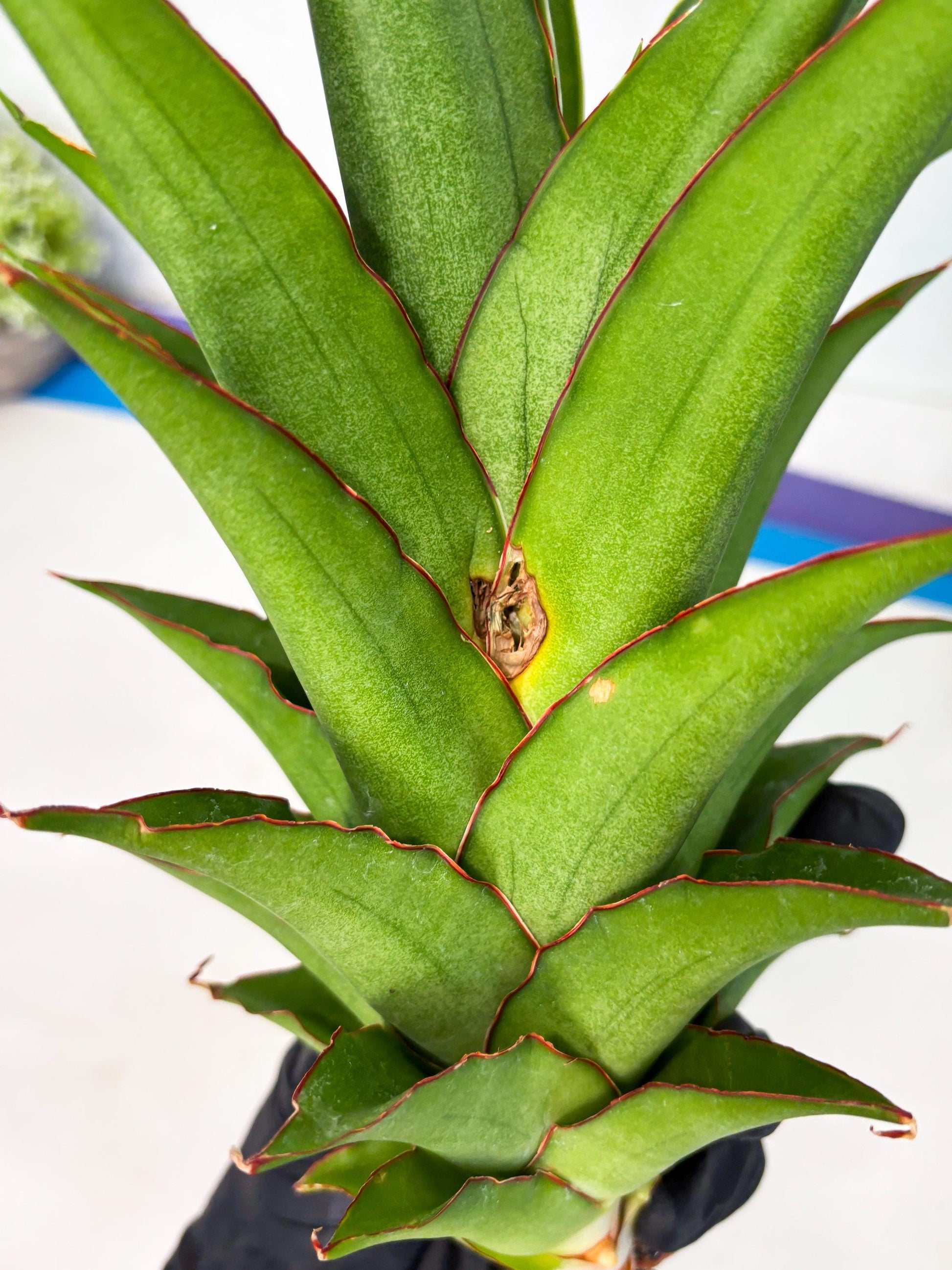 Sansevieria Puyek (ha6) (9) | Only For Advanced Collectors!