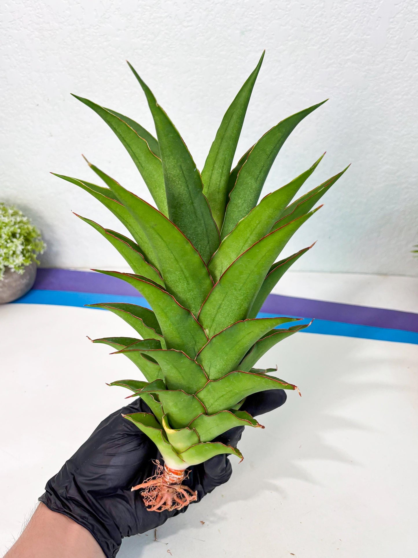 Sansevieria Puyek (ha6) (9) | Only For Advanced Collectors!