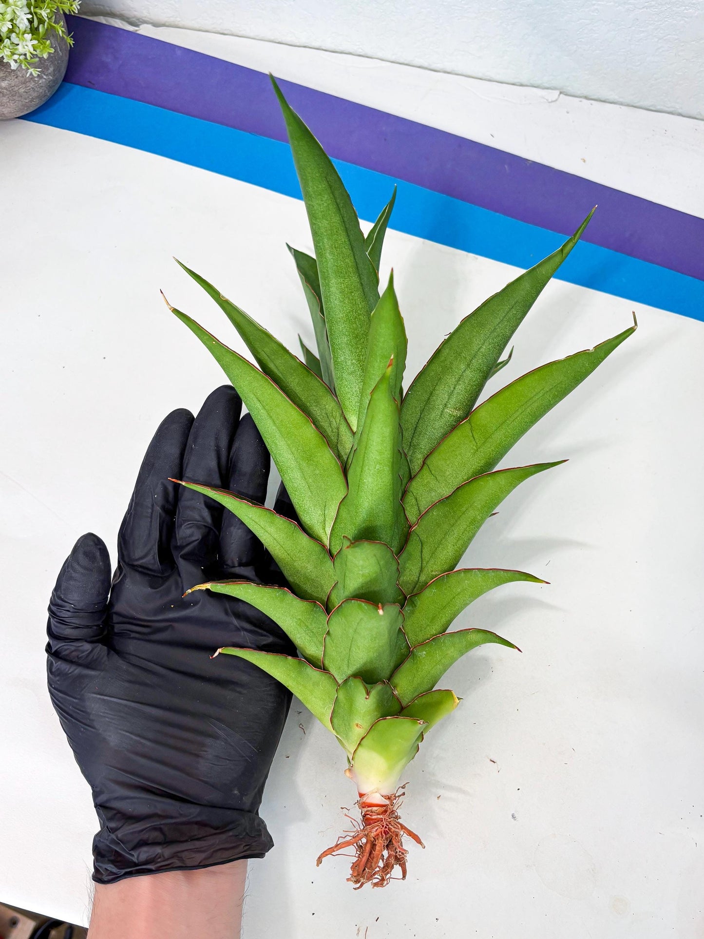 Sansevieria Puyek (ha6) (9) | Only For Advanced Collectors!