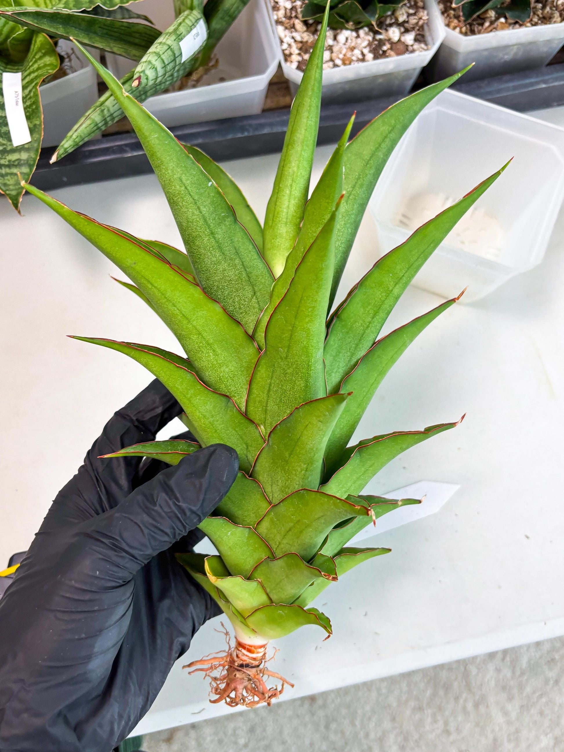 Sansevieria Puyek (ha6) (9) | Only For Advanced Collectors!