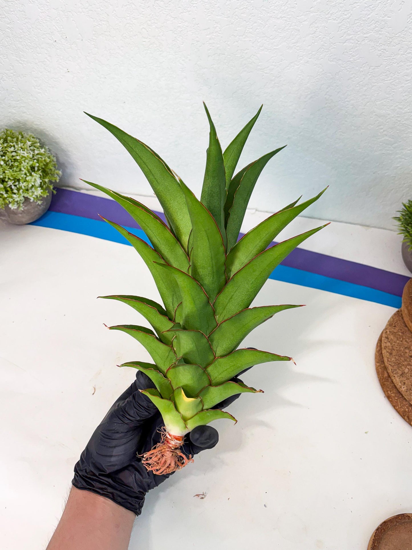 Sansevieria Puyek (ha6) (9) | Only For Advanced Collectors!