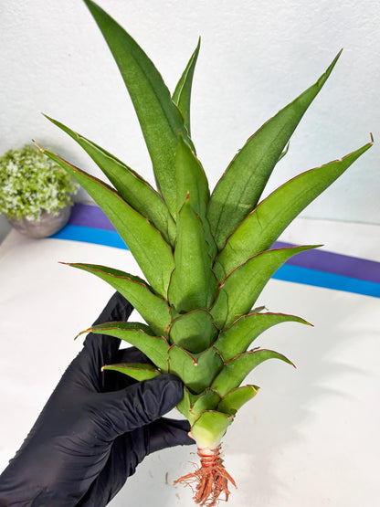 Sansevieria Puyek (ha6) (9) | Only For Advanced Collectors!