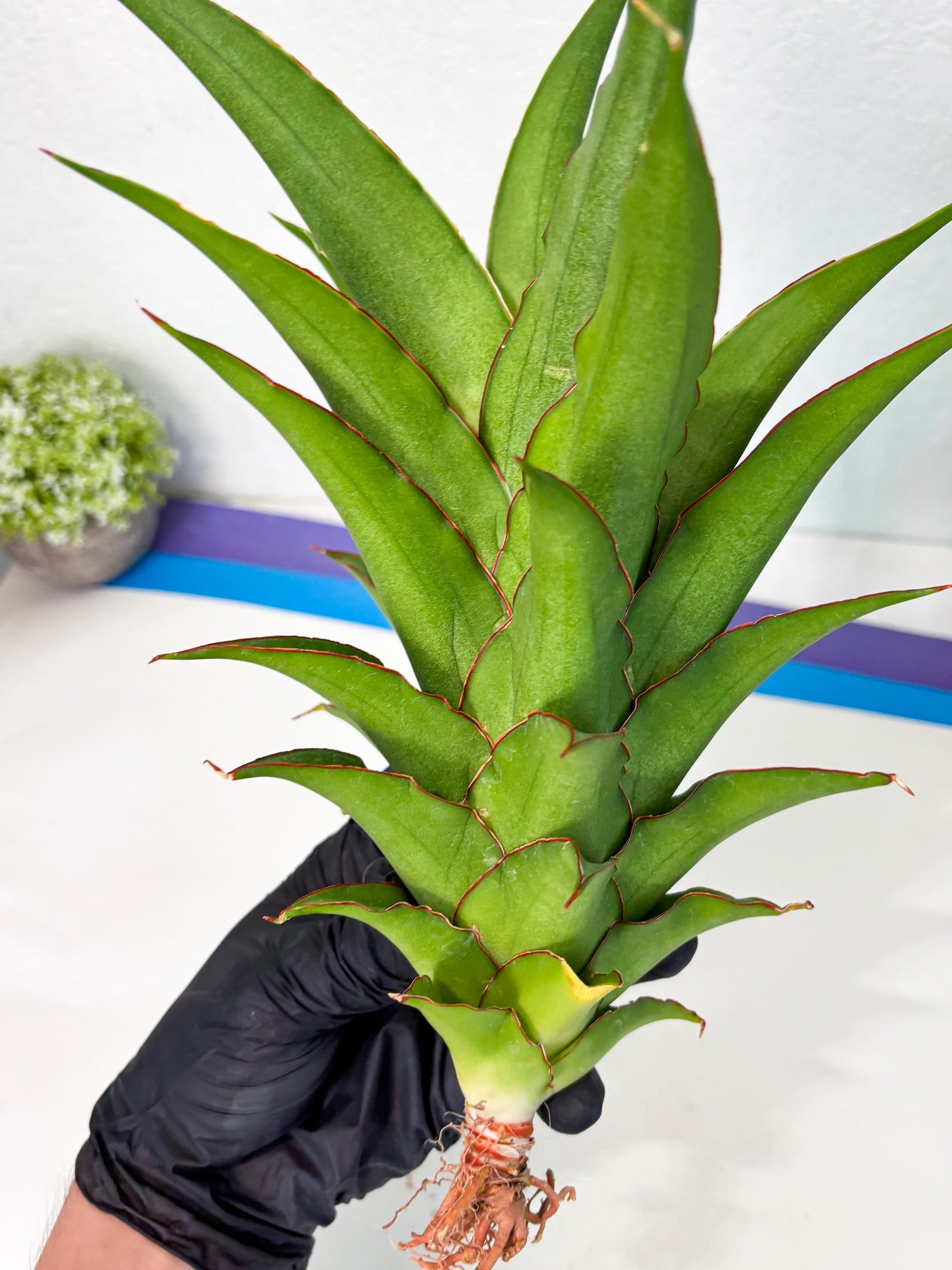 Sansevieria Puyek (ha6) (9) | Only For Advanced Collectors!