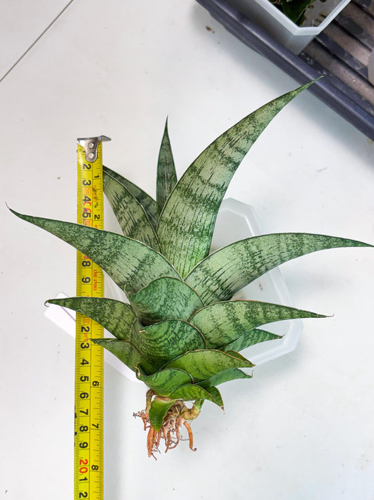 Sansevieria Zahk (ha7) (1) | Only For Advanced Collectors!