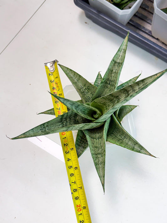 Sansevieria Zahk (ha7) (1) | Only For Advanced Collectors!