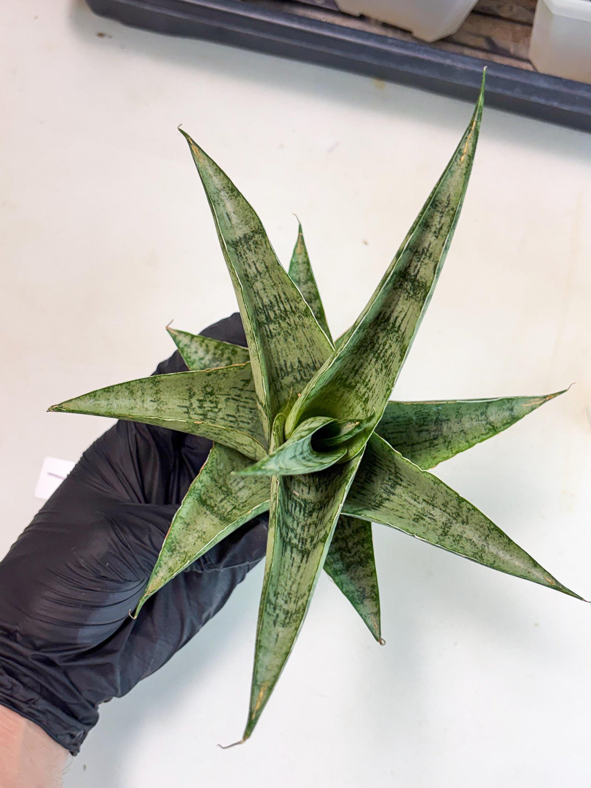 Sansevieria Zahk (ha7) (1) | Only For Advanced Collectors!