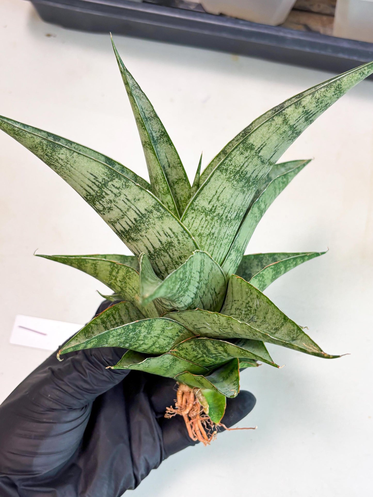 Sansevieria Zahk (ha7) (1) | Only For Advanced Collectors!
