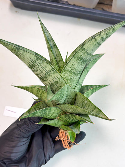 Sansevieria Zahk (ha7) (1) | Only For Advanced Collectors!