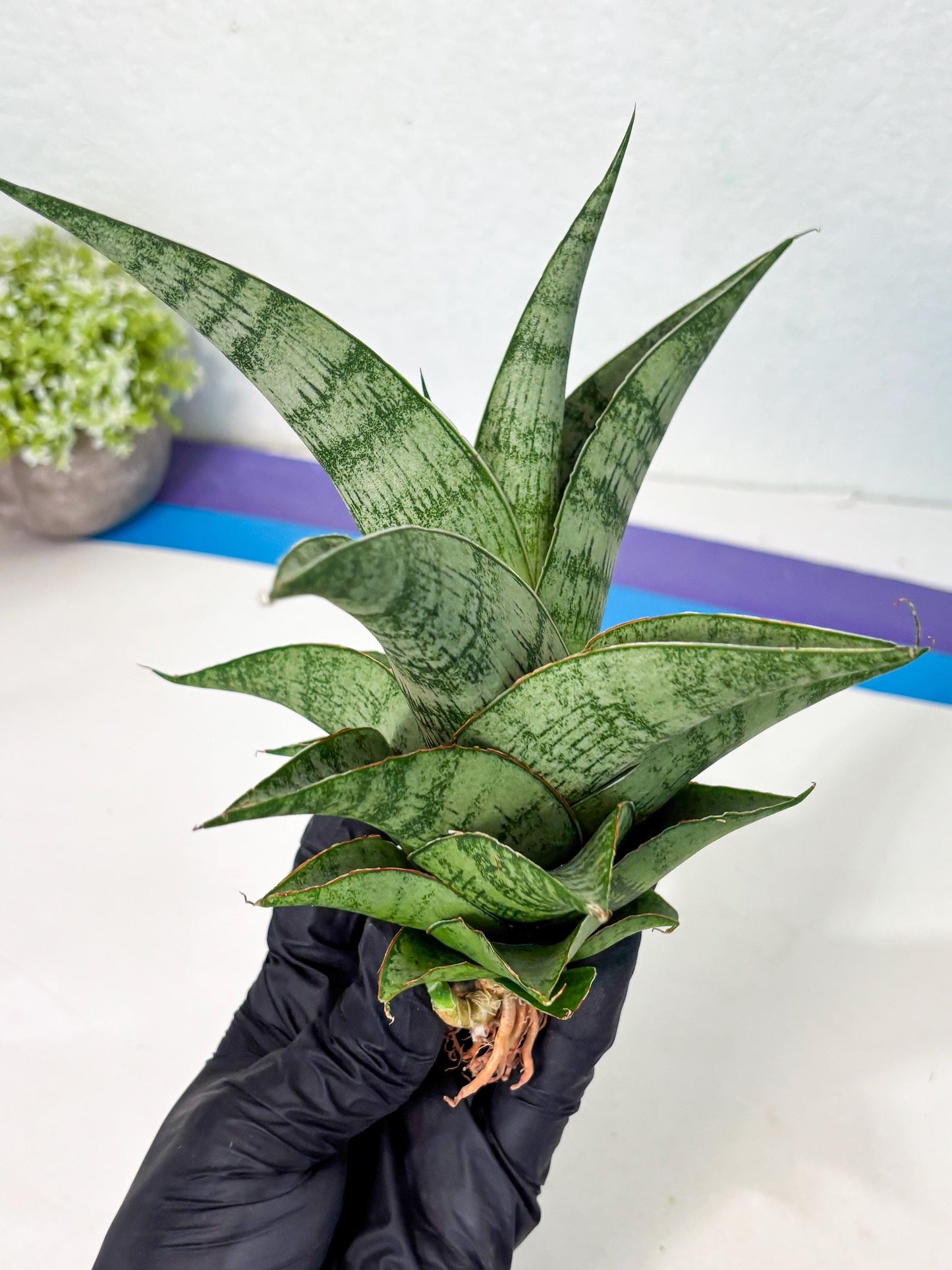 Sansevieria Zahk (ha7) (1) | Only For Advanced Collectors!