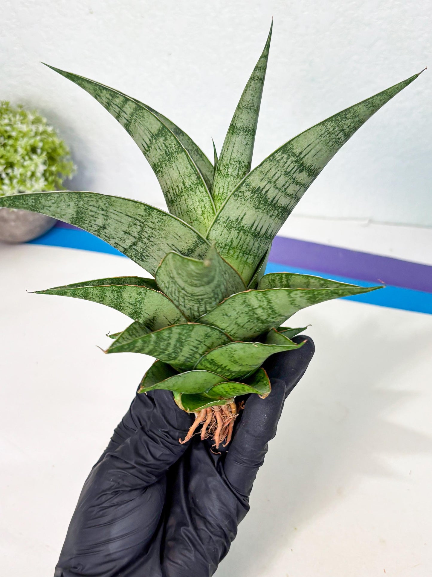 Sansevieria Zahk (ha7) (1) | Only For Advanced Collectors!