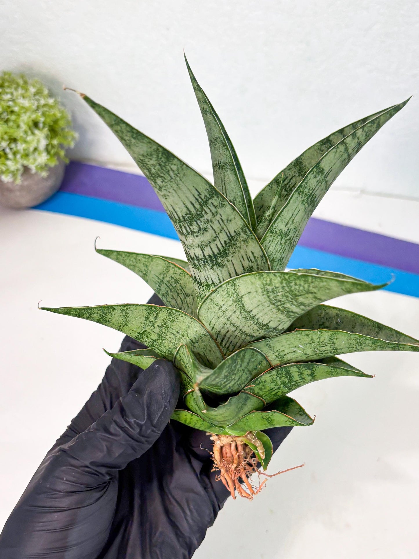 Sansevieria Zahk (ha7) (1) | Only For Advanced Collectors!