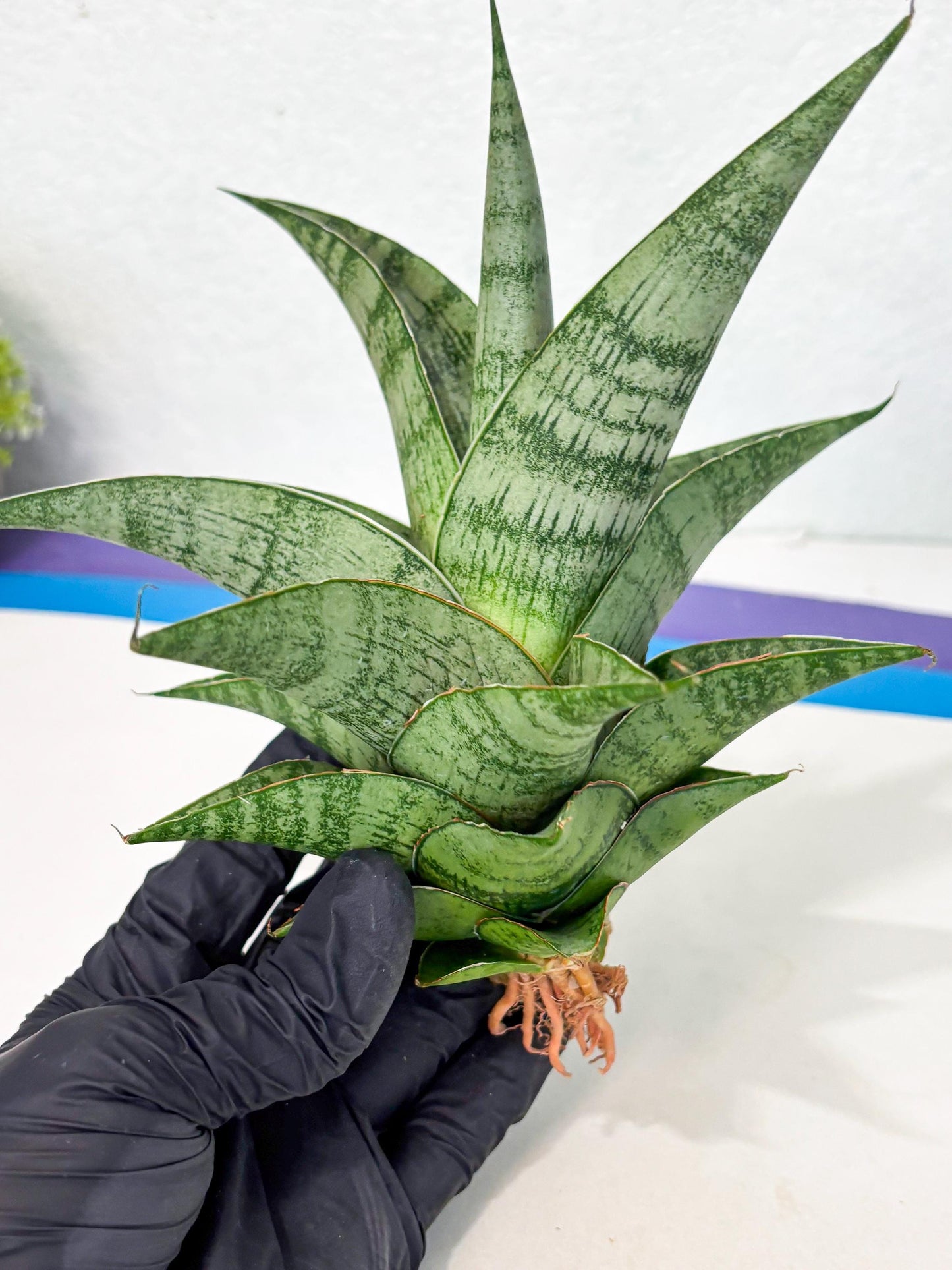 Sansevieria Zahk (ha7) (1) | Only For Advanced Collectors!