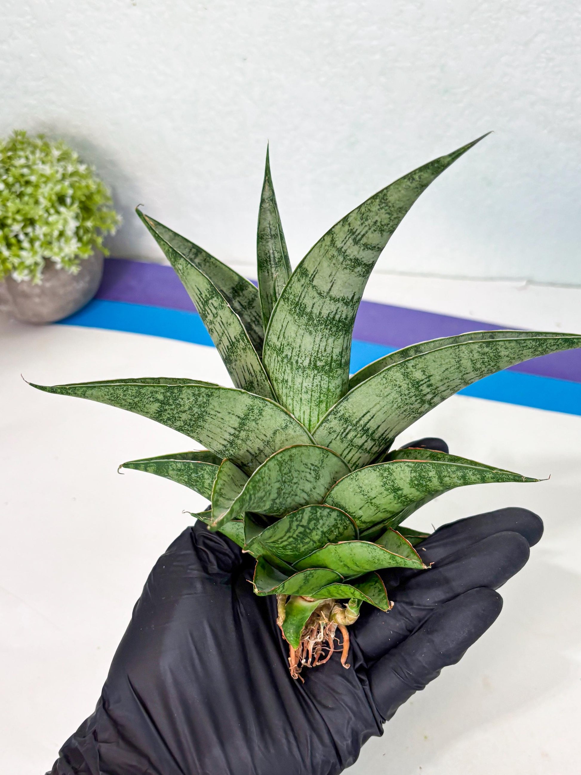 Sansevieria Zahk (ha7) (1) | Only For Advanced Collectors!