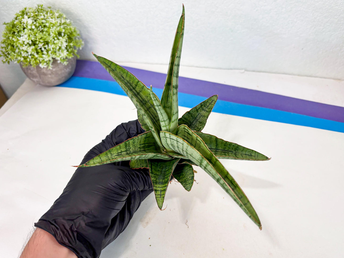 Sansevieria Azura x Marsha (ha7) (4) | Only For Advanced Collectors!