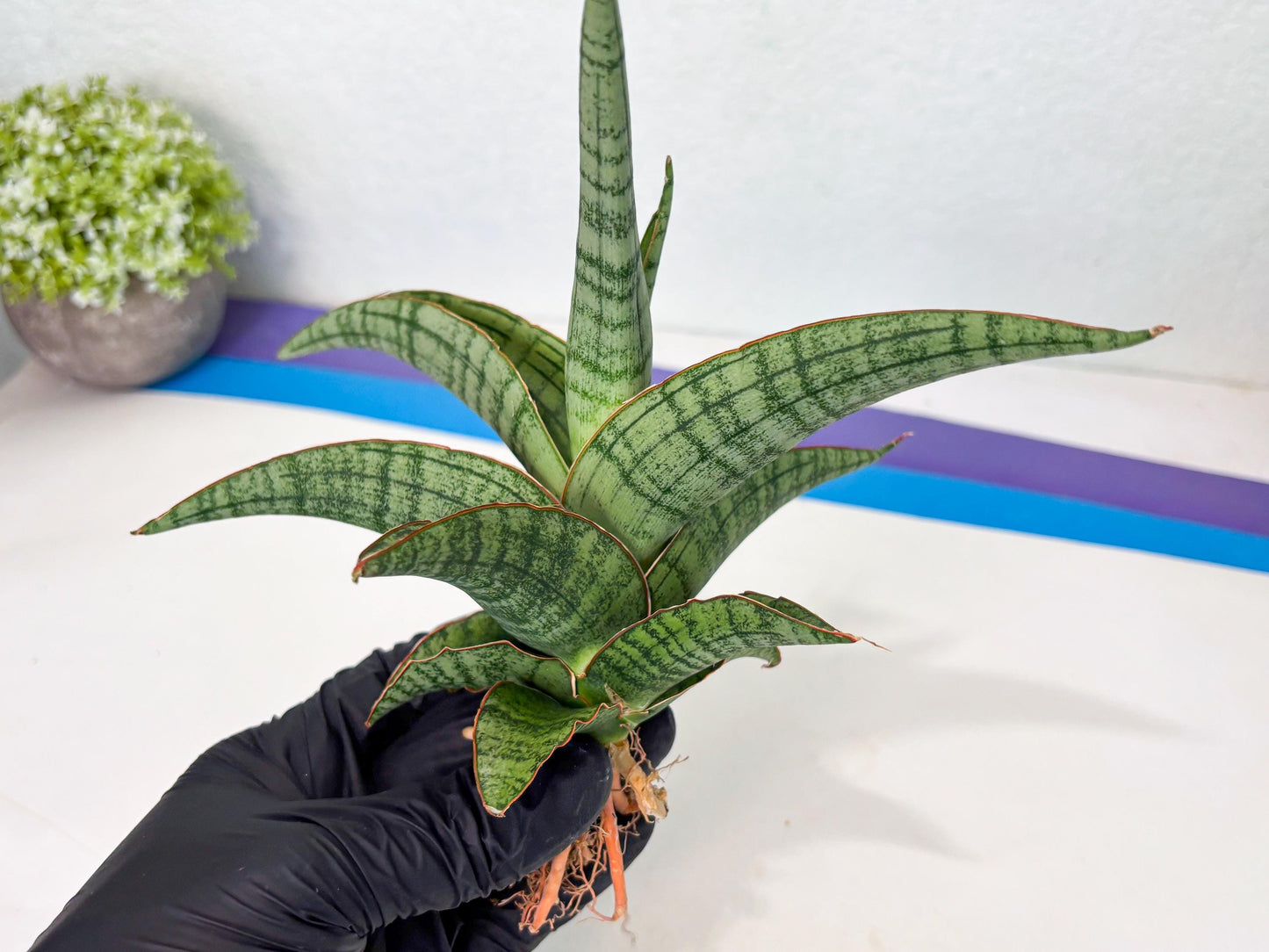 Sansevieria Azura x Marsha (ha7) (4) | Only For Advanced Collectors!
