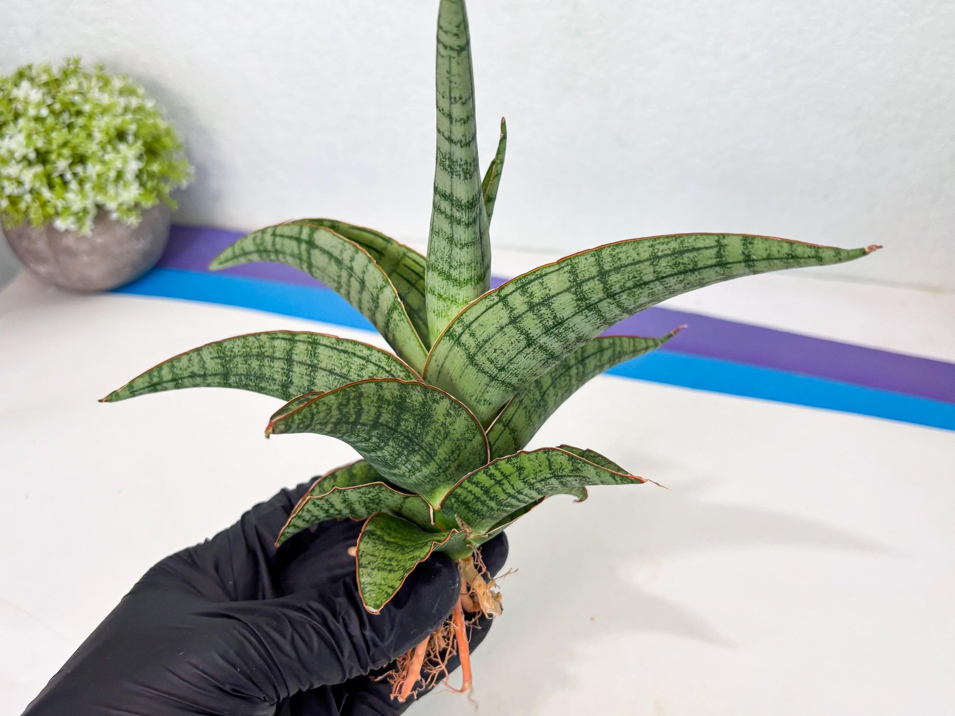 Sansevieria Azura x Marsha (ha7) (4) | Only For Advanced Collectors!
