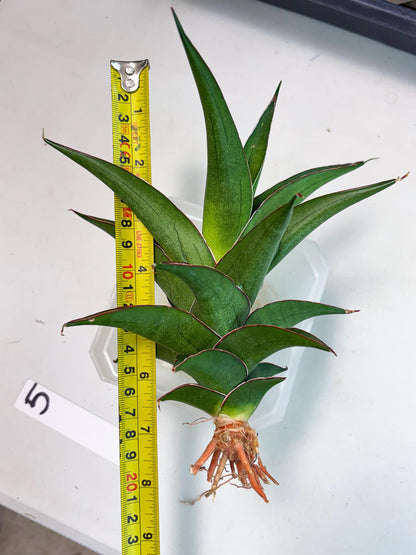 Sansevieria Agustus (ha7) (5) | Only For Advanced Collectors!