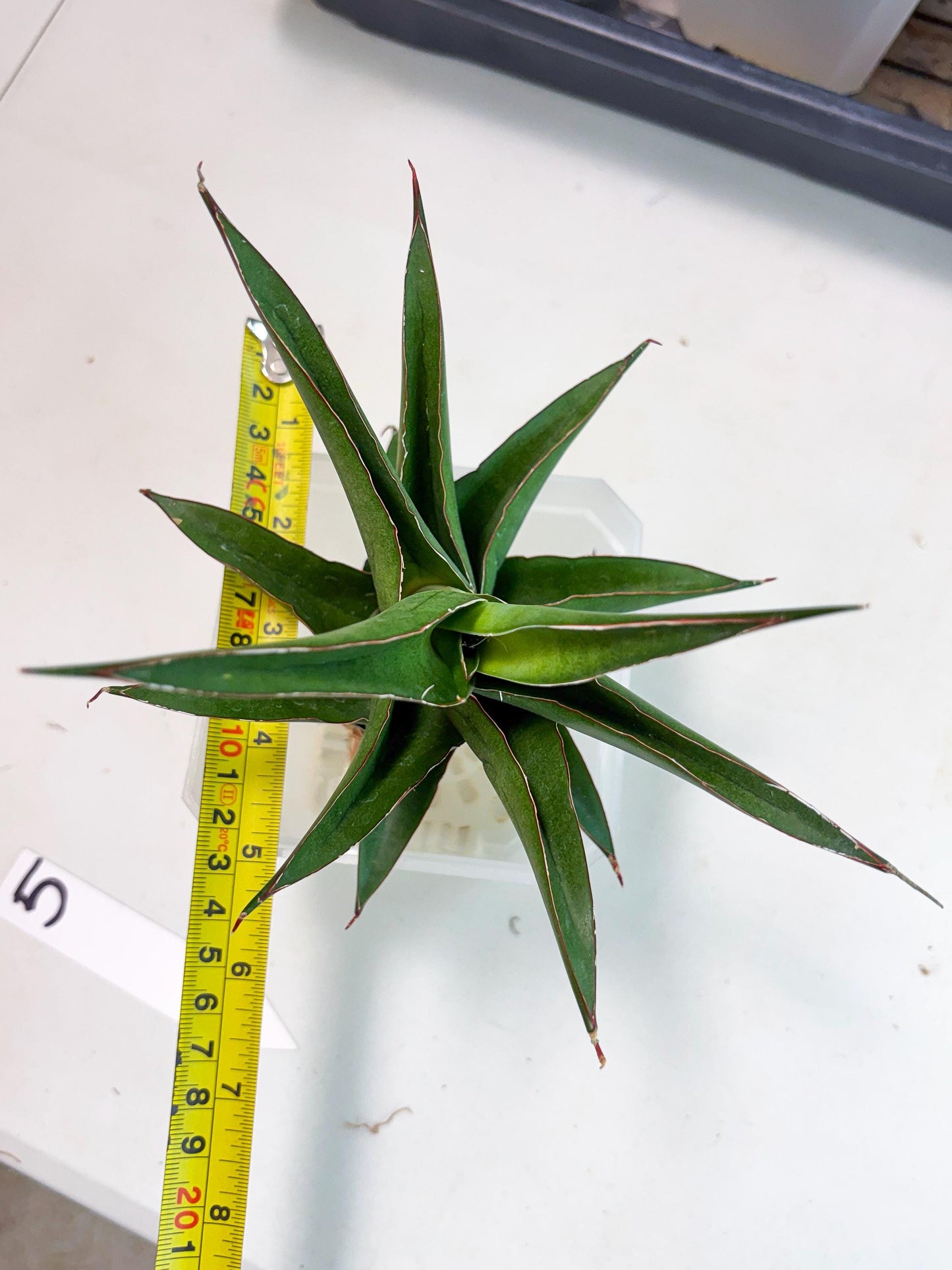 Sansevieria Agustus (ha7) (5) | Only For Advanced Collectors!