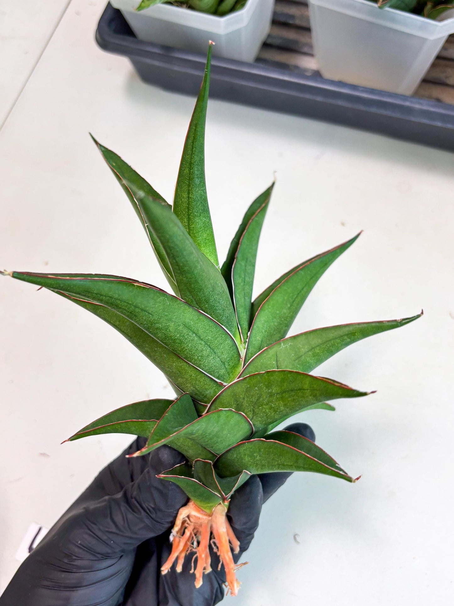 Sansevieria Agustus (ha7) (5) | Only For Advanced Collectors!