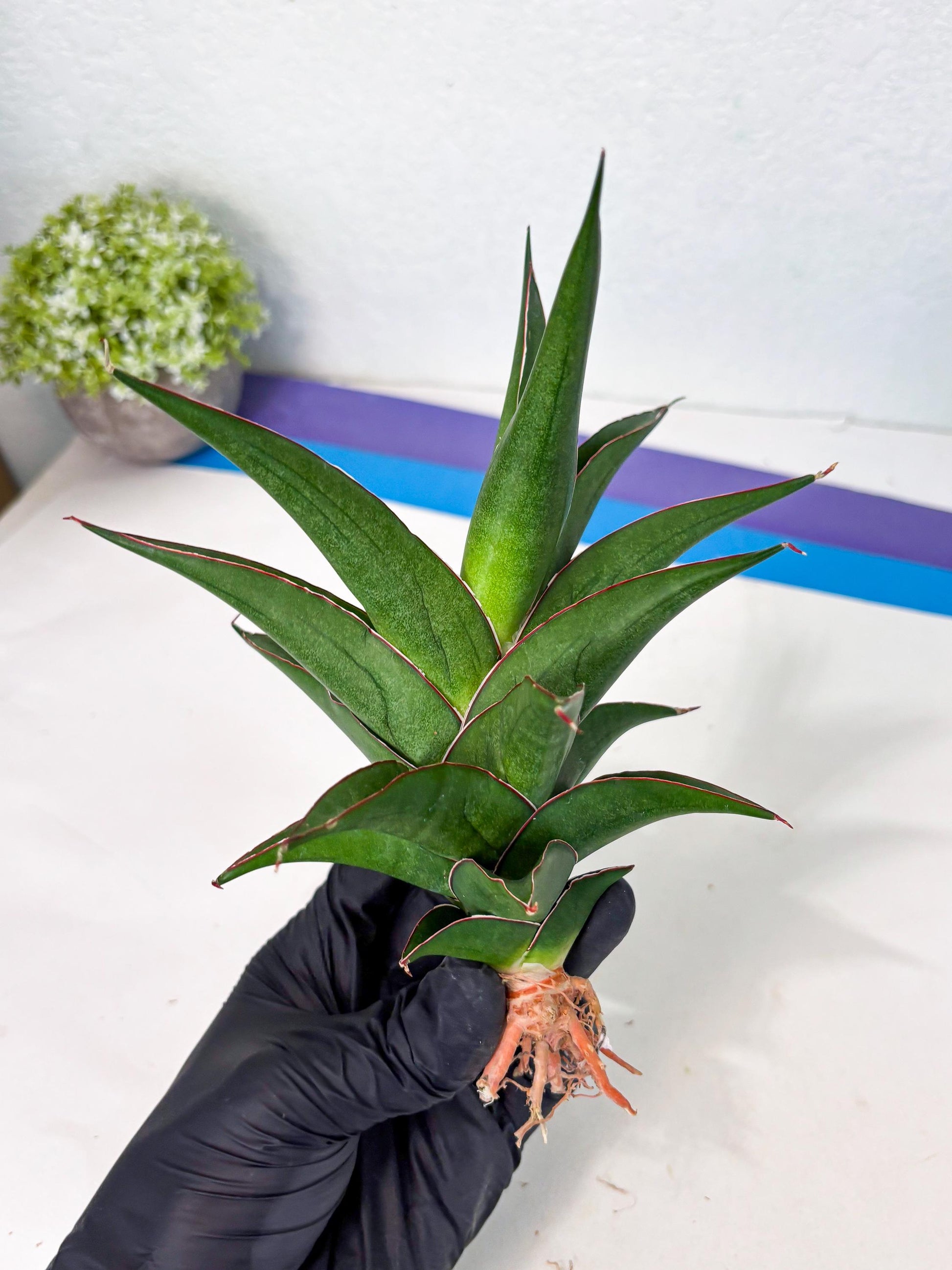 Sansevieria Agustus (ha7) (5) | Only For Advanced Collectors!