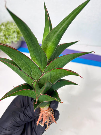 Sansevieria Agustus (ha7) (5) | Only For Advanced Collectors!
