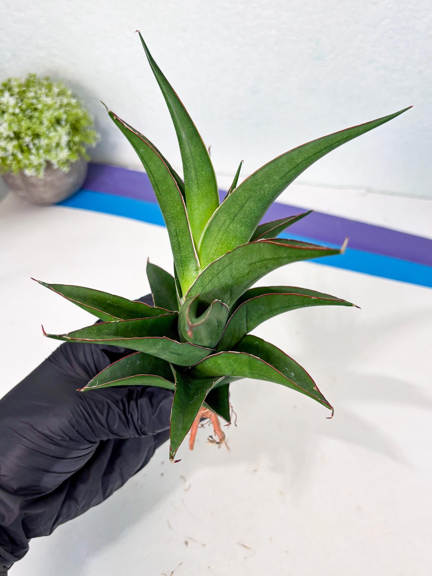 Sansevieria Agustus (ha7) (5) | Only For Advanced Collectors!