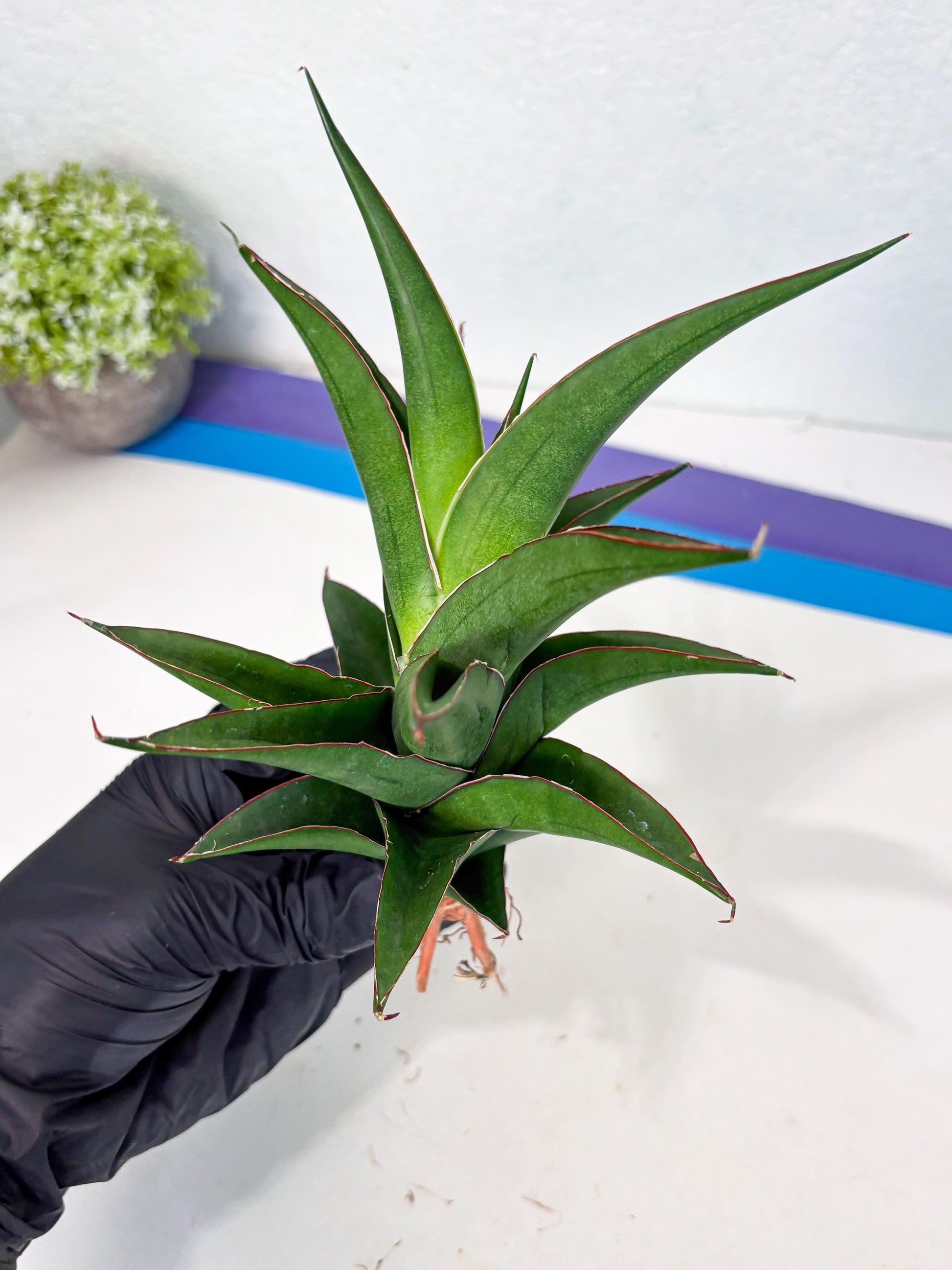 Sansevieria Agustus (ha7) (5) | Only For Advanced Collectors!