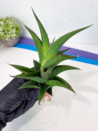 Sansevieria Agustus (ha7) (5) | Only For Advanced Collectors!