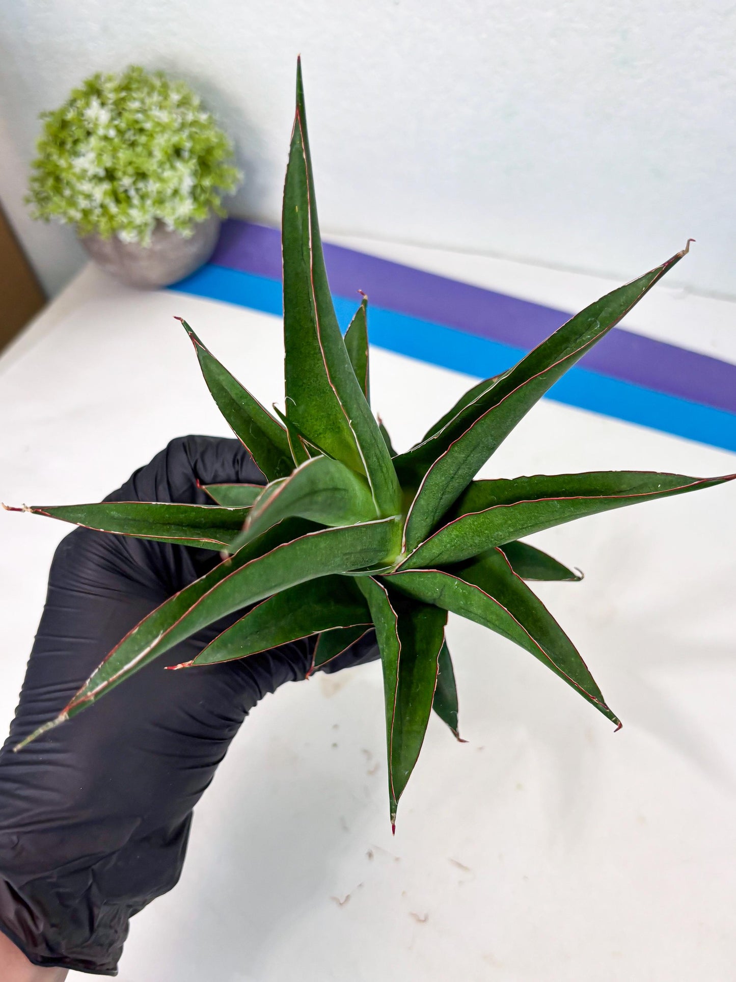 Sansevieria Agustus (ha7) (5) | Only For Advanced Collectors!