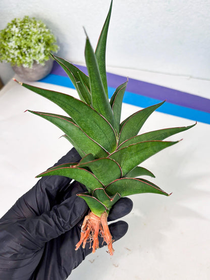 Sansevieria Agustus (ha7) (5) | Only For Advanced Collectors!