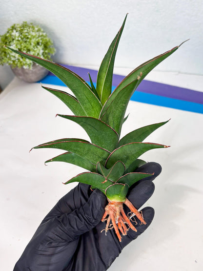 Sansevieria Agustus (ha7) (5) | Only For Advanced Collectors!