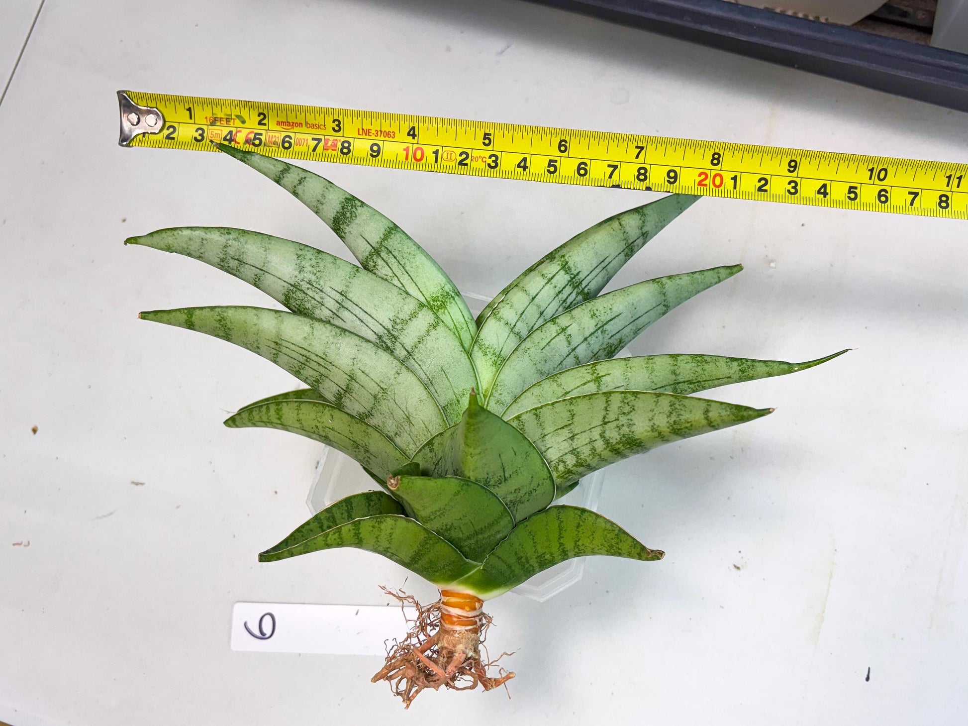 Sansevieria Sagahayang (ha7) (6) | Only For Advanced Collectors!